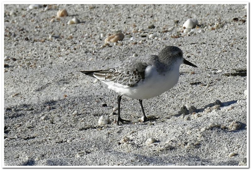 Semipalmated Sandpiper