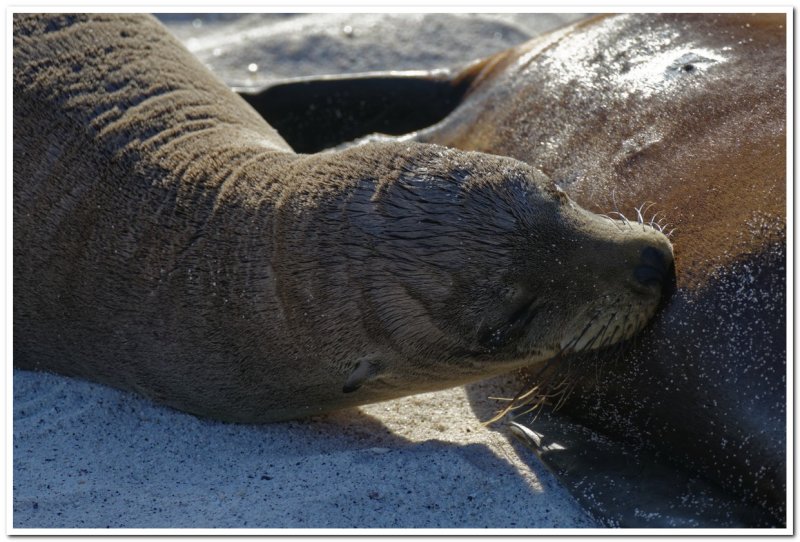 Nursing Baby Sea Lion