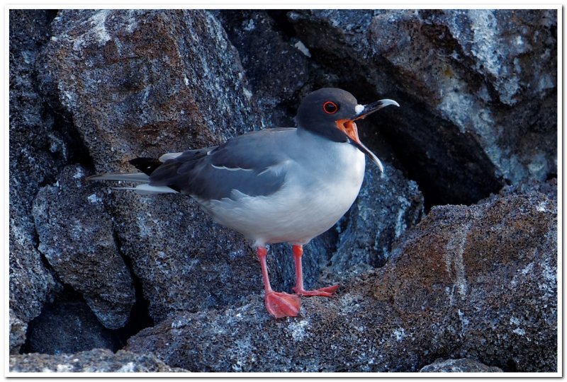 Swallow-tailed Gull