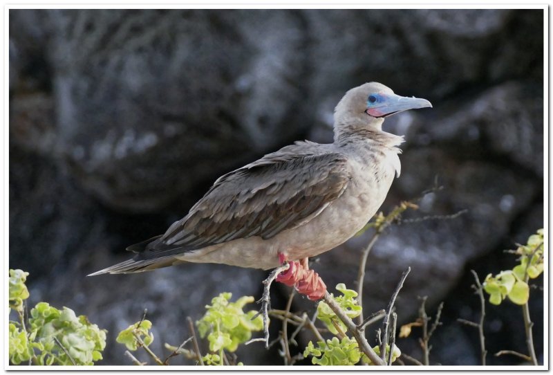 Red-footed Booby