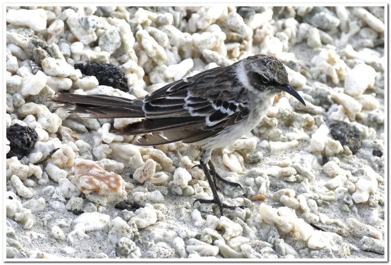 Galapagos Mockingbird
