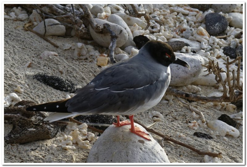Swallow-tailed Gull