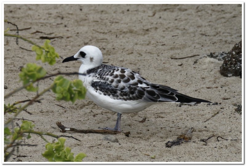 Name this bird!