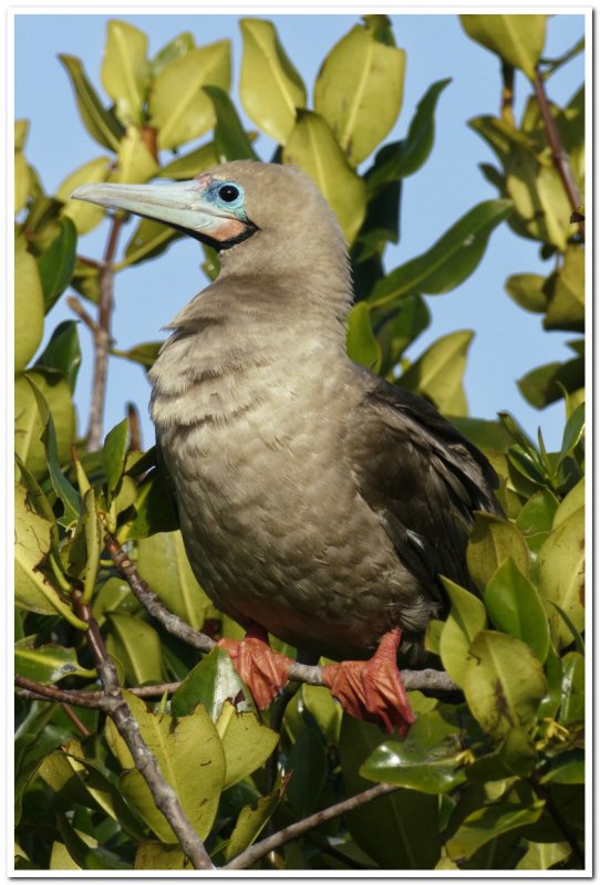 Baby Red-footed Booby