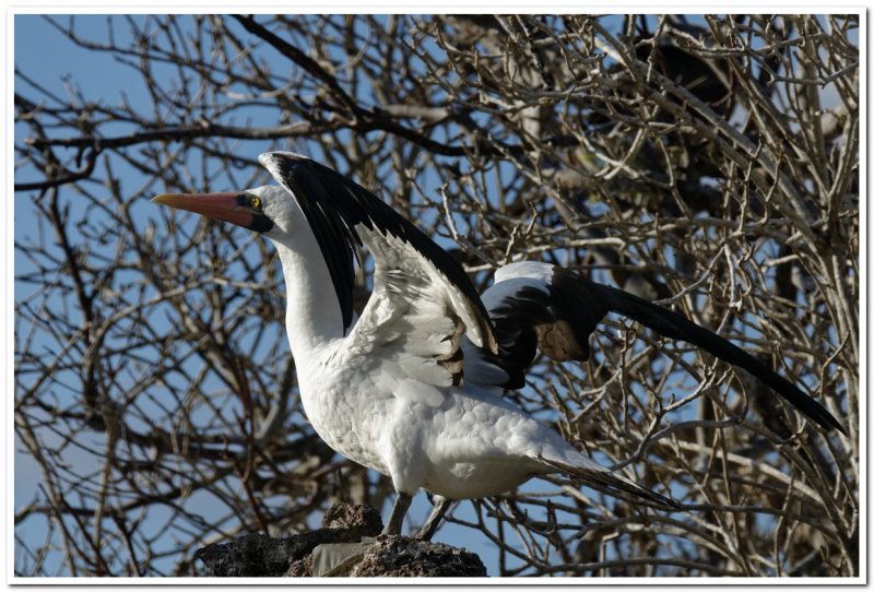 Nazca Booby