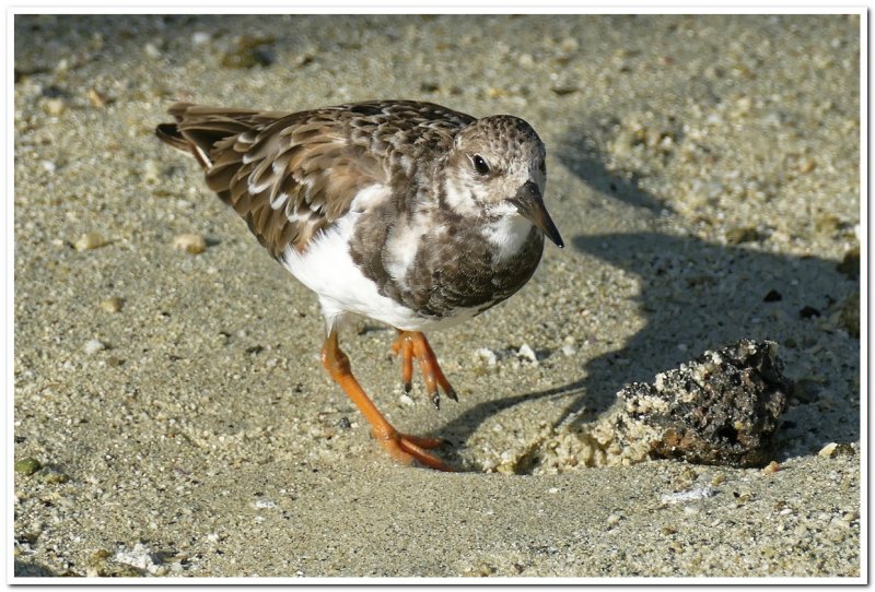 Ruddy Turnstone