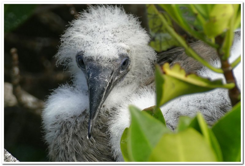 Baby Booby