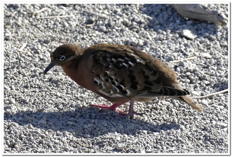 Galapagos Dove