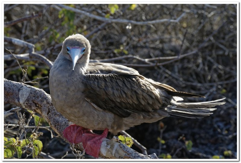 Baby Red-footed Booby