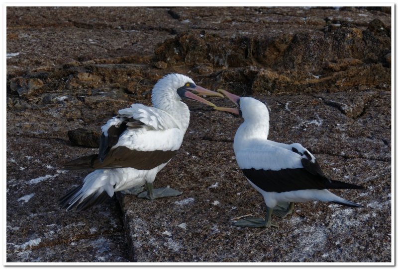 Nazca Boobies