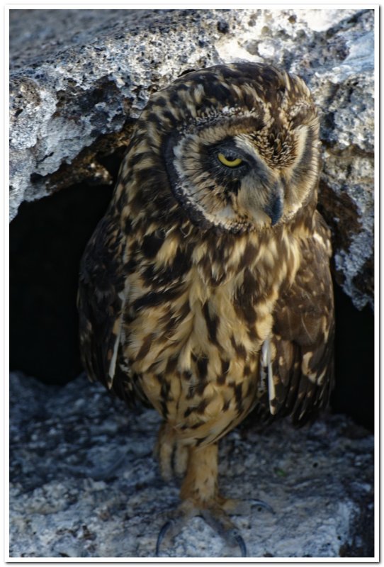 Short-eared Owl