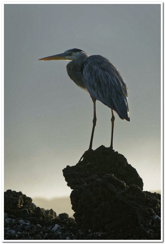 Great Blue Heron