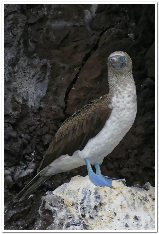 Blue-footed Booby