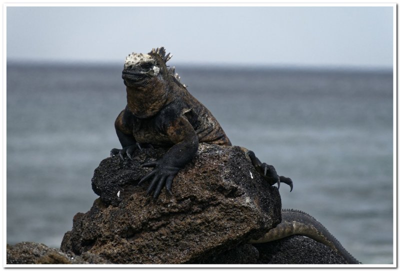 Marine Iguana