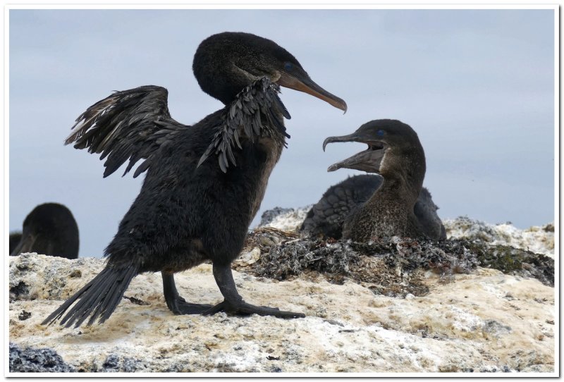 Flightless Cormorant