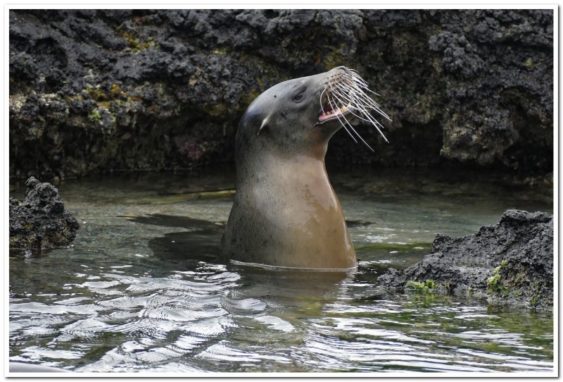 Sea Lion