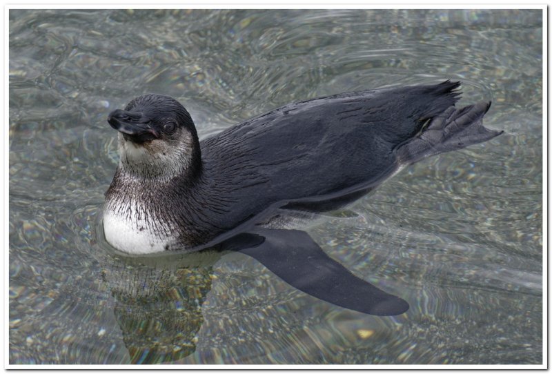 Galapagos Penguin