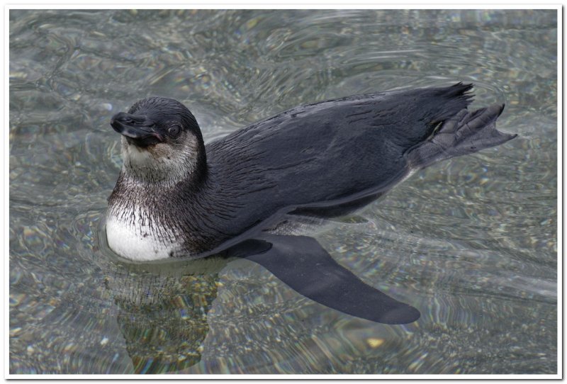 Galapagos Penguin