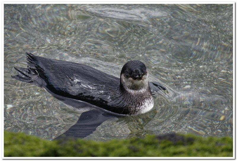 Galapagos Penguin