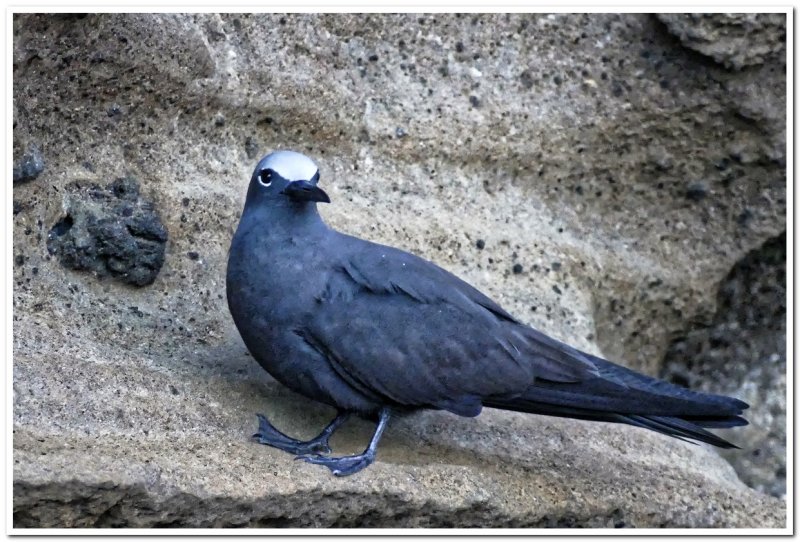 Brown Noddy