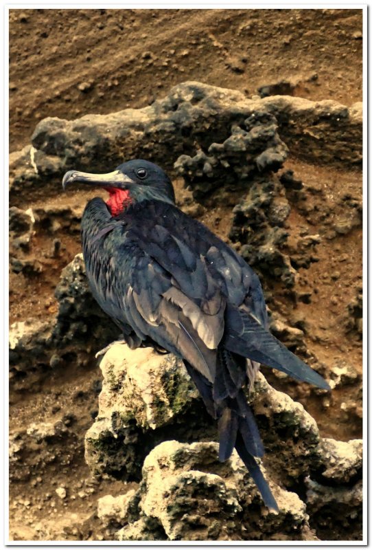 Magnificent Frigatebird