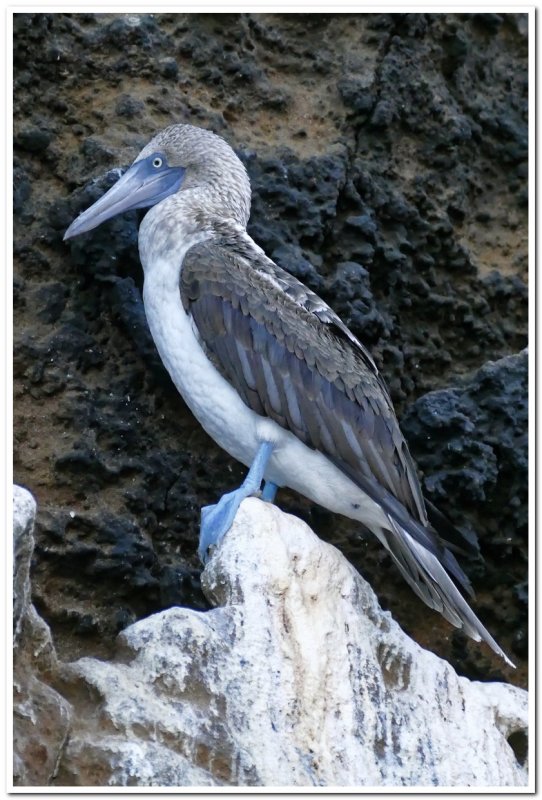 Blue-footed Booby