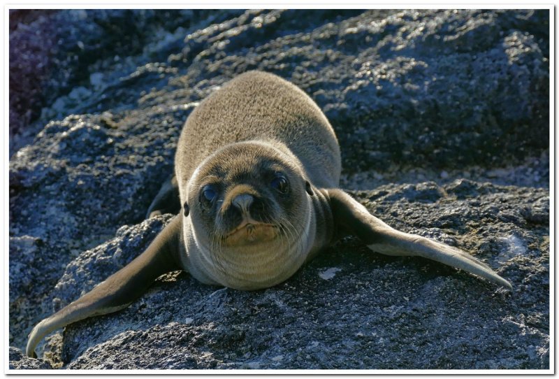 Baby Sea Lion