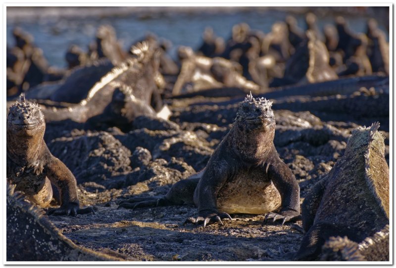 Marine Iguana Colony