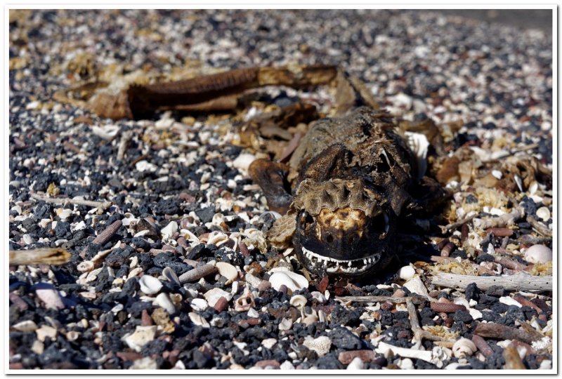 Desiccated Marine Iguana