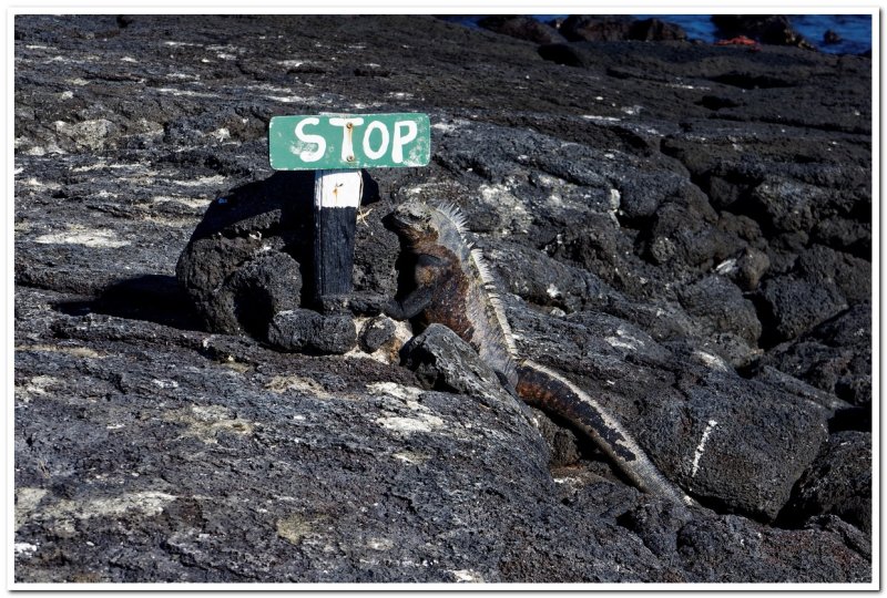 Obedient Iguana