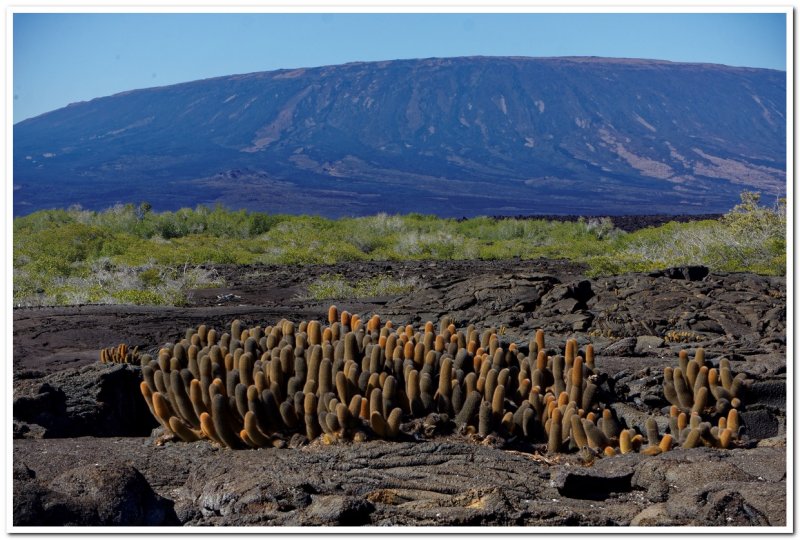 Lava Cactus