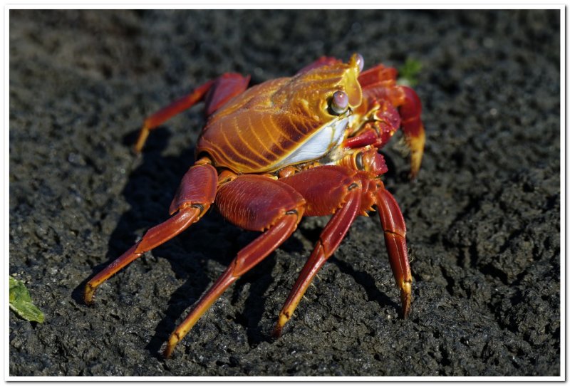 Sally Lightfoot Crab