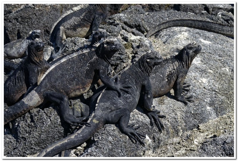 Bad Boys of the Galapagos