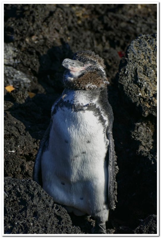 Baby Galapagos Penguin