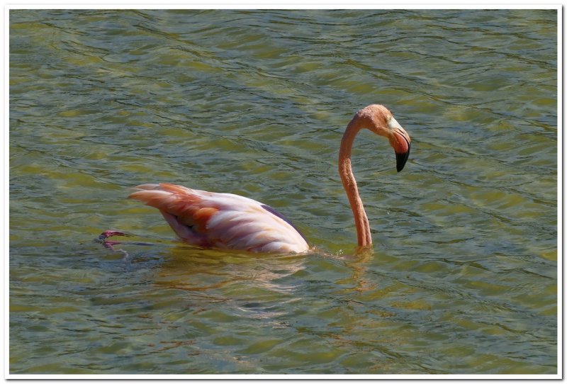American Flamingo