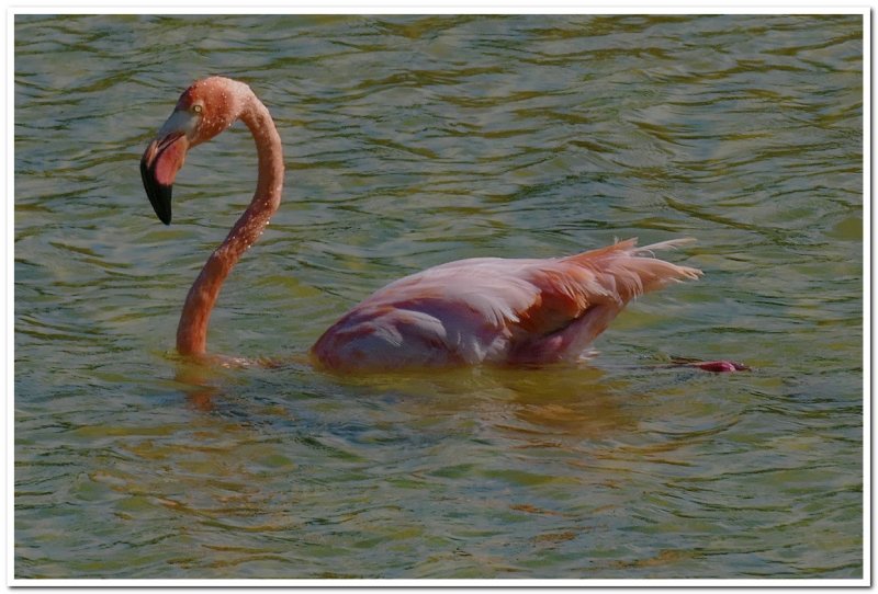American Flamingo