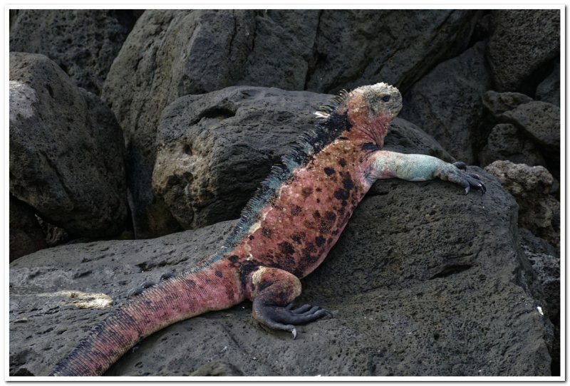 Christmas Iguana