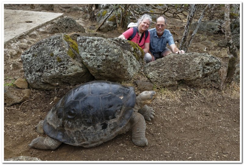 Giant Tortoise