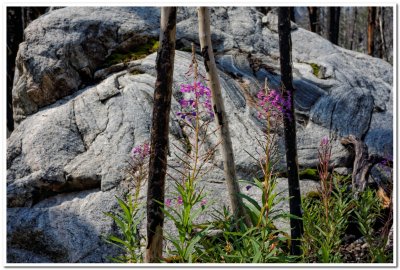 Fireweed and Granite