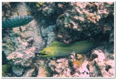 Green Moray Eel