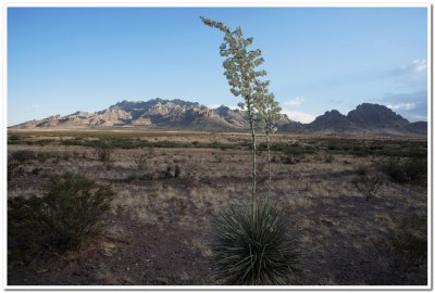 Yucca, City of Rocks, Deming, New Mexico