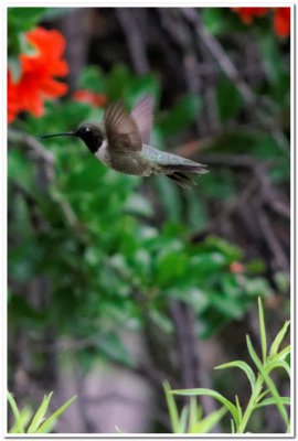 Hummingbird, Cave Creek Ranch 1