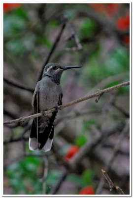 Hummingbird, Cave Creek Ranch 4