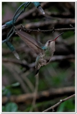 Hummingbird, Cave Creek Ranch 5