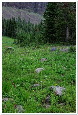 Emerald Lake Trail, Meadow