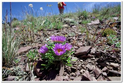 Sleeping Giant Near Helena, Erigeron Flower