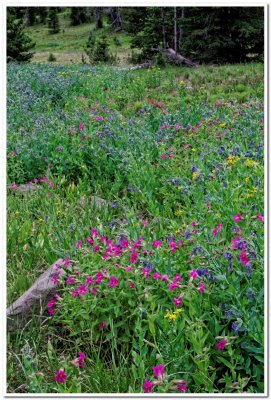 Emerald Lake Trail, Wildflowers