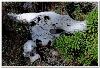 Bison Skull