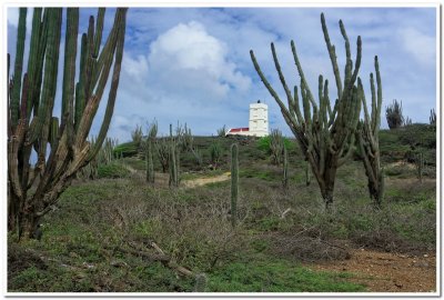 Interior cactus lands 2