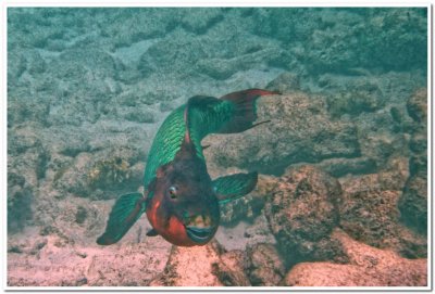 Rainbow parrotfish